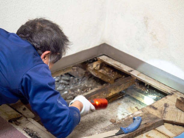 Best Fast Mold Removal  in Longmont, CO