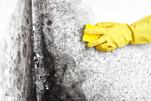 Best Mold Remediation  in Longmont, CO
