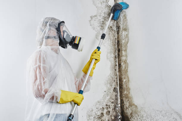 Best Professional Mold Removal  in Longmont, CO