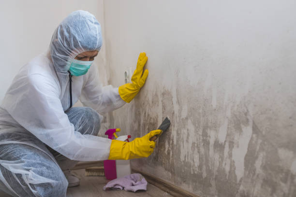 Attic Mold Removal in Longmont, CO