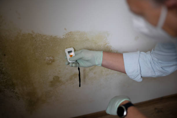 Professional Mold Removal in Longmont, CO