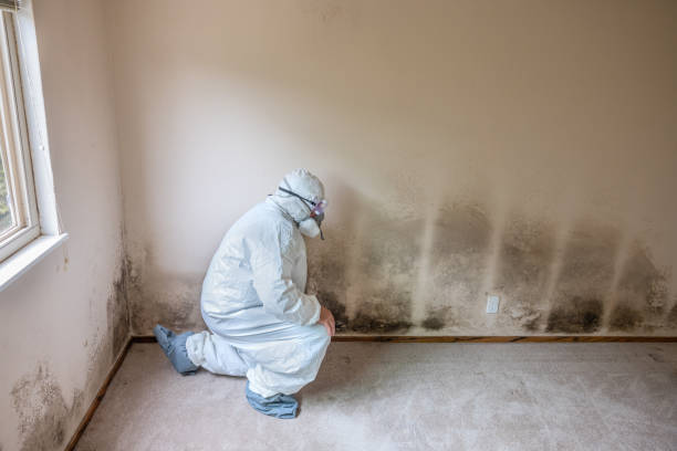 Best Mold Remediation  in Longmont, CO