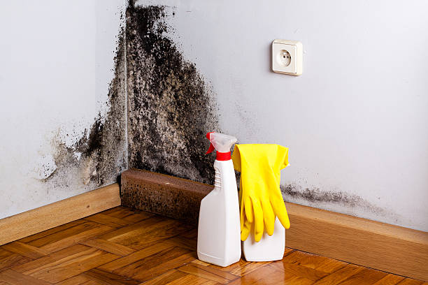 Best Crawl Space Mold Removal  in Longmont, CO